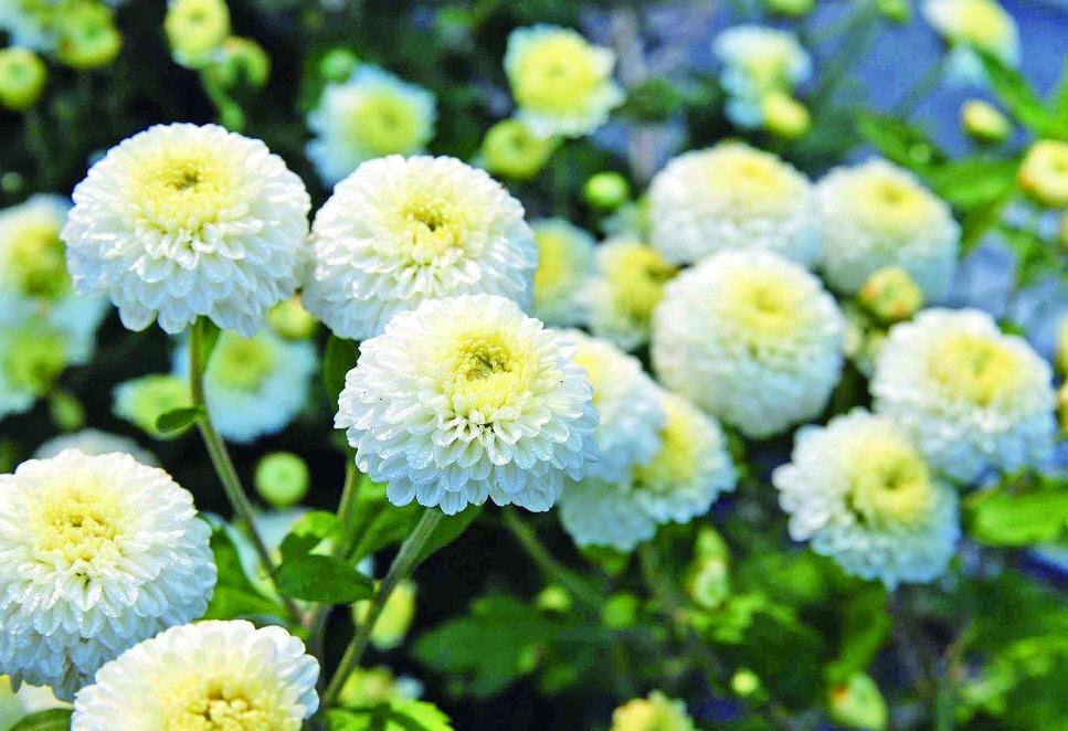 滁菊 www.cnpharm.com