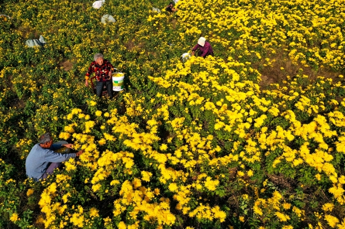 10月30日，安徽省亳州市谯城区十八里镇洪庄村的农民在田间采摘金丝皇菊.