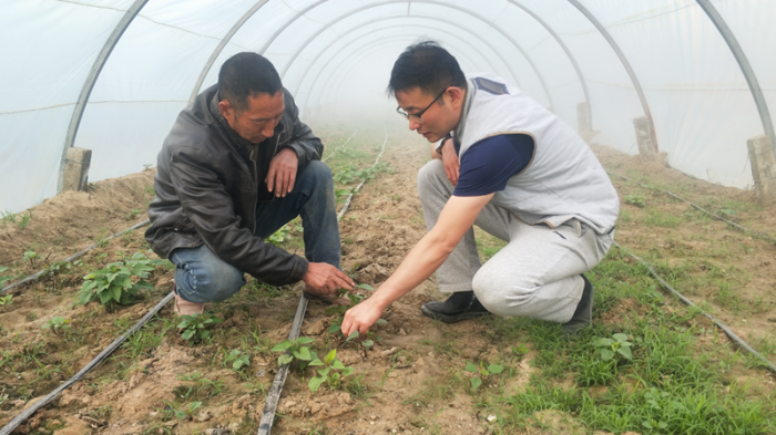 图为贾广成（右）与村民在大棚里查看紫薯苗的长势。（贾广成供图）