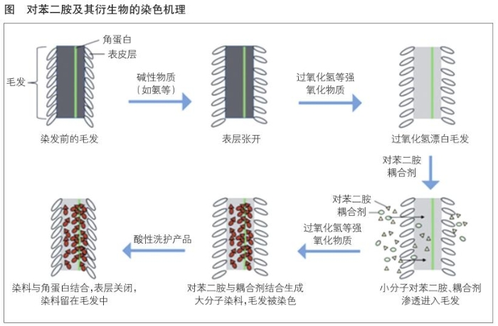 对苯二胺导演的“变色计”