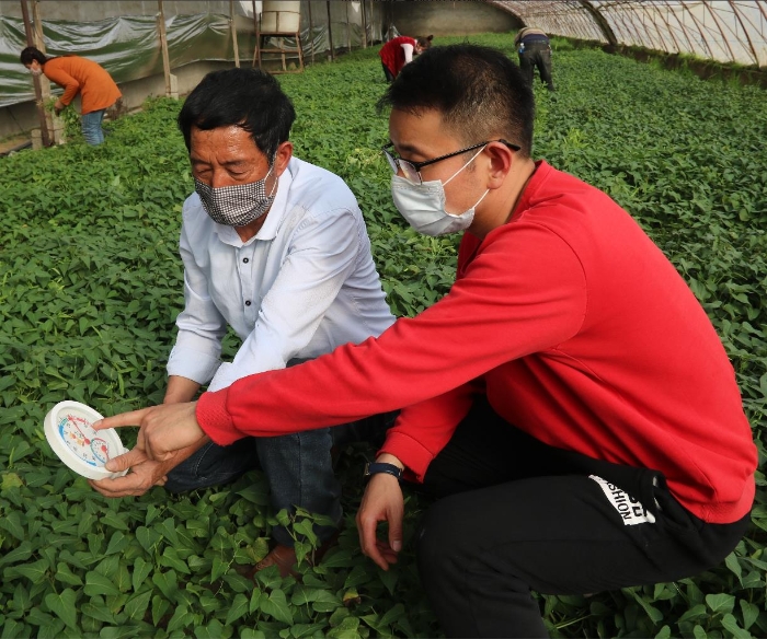 贾广成和村民在交流紫薯苗培育的问题。（贾广成供图）