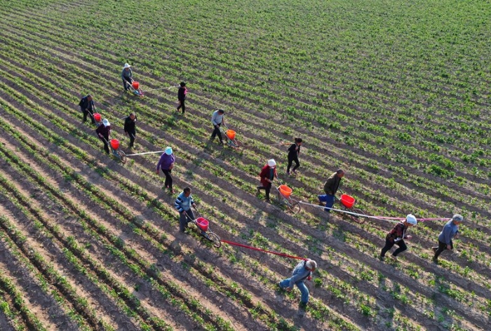 安徽亳州：“小型农具”助力中药材种植