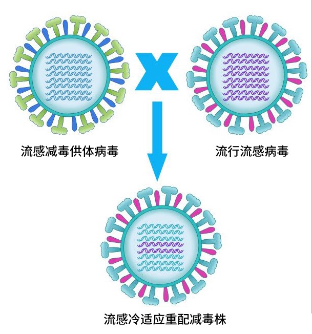 图为鼻喷流感减毒活疫苗毒株制备原理。
