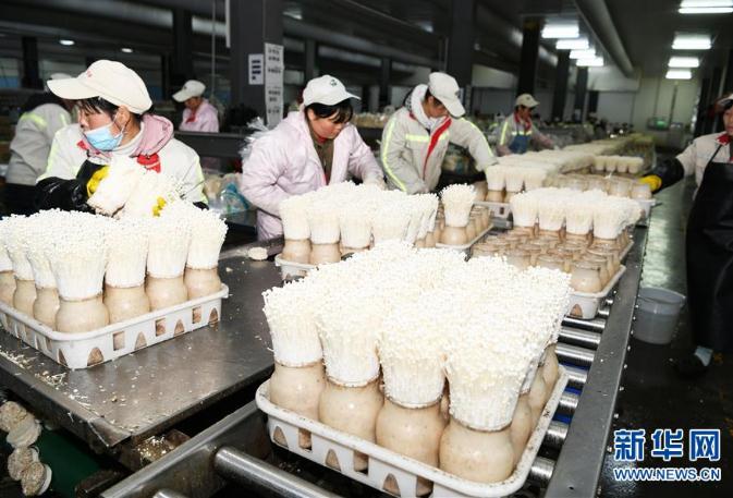 工人在位于贵州威宁经济开发区的雪榕生物科技有限公司生产车间包装金针菇（2019年10月17日摄）。新华社记者 杨文斌摄