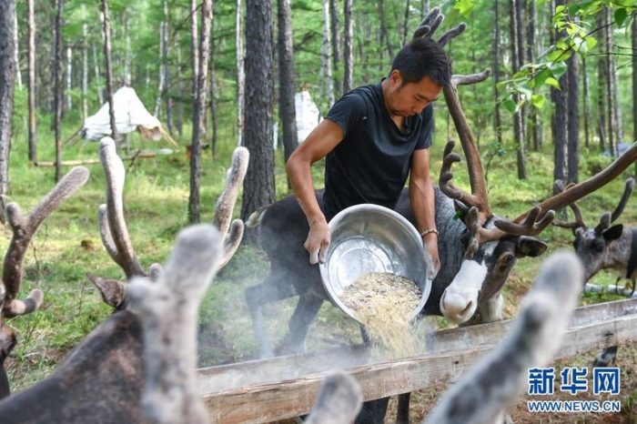 　古木森在根河市乌力库玛林场内的驯鹿放养点喂驯鹿（7月13日摄）。 新华社记者 贝赫 摄