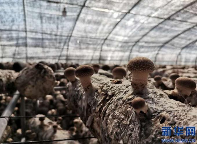 善岱村食用菌扶贫产业示范基地内培育的香菇。新华网 李倩摄