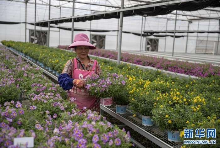 昆明市晋宁区韩家营村村民王翠英在当地一家鲜花加工企业打理鲜花（8月19日摄）。 新华社记者 孙敏 摄