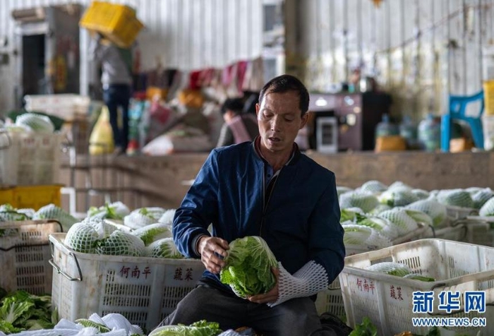 在通海县一家农产品公司冷库基地，一名工人给蔬菜套袋（3月4日摄）。新华社记者 胡超 摄