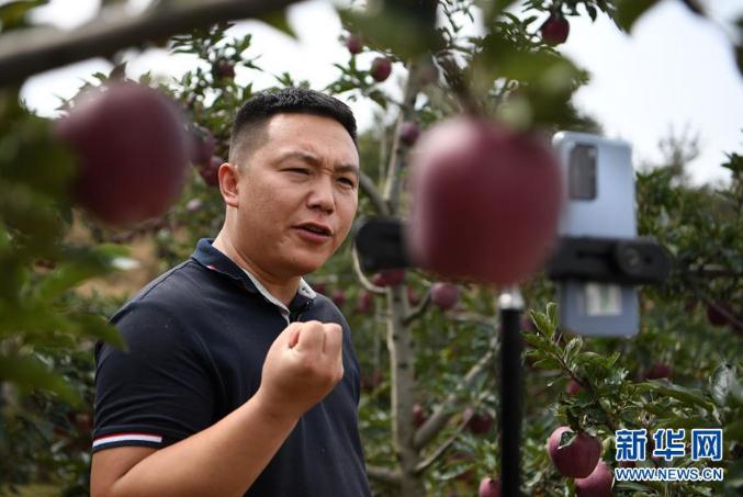 在庄浪县万全镇邵坪村，邵子斌在梯田果园中直播卖苹果（9月3日摄）。 新华社记者 范培珅 摄