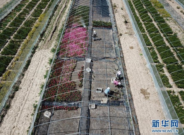 这是定西市安定区鲁家沟镇将台村的花卉育苗基地（8月26日摄，无人机照片）。 新华社记者 李杰 摄