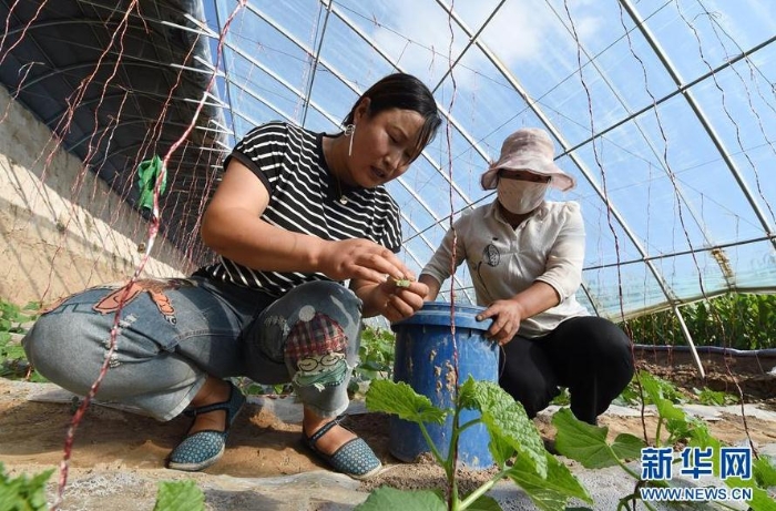 在古浪县黄花滩生态移民区感恩新村，王建林（左）在甜瓜大棚中忙碌（9月1日摄）。  新华社记者 范培珅 摄