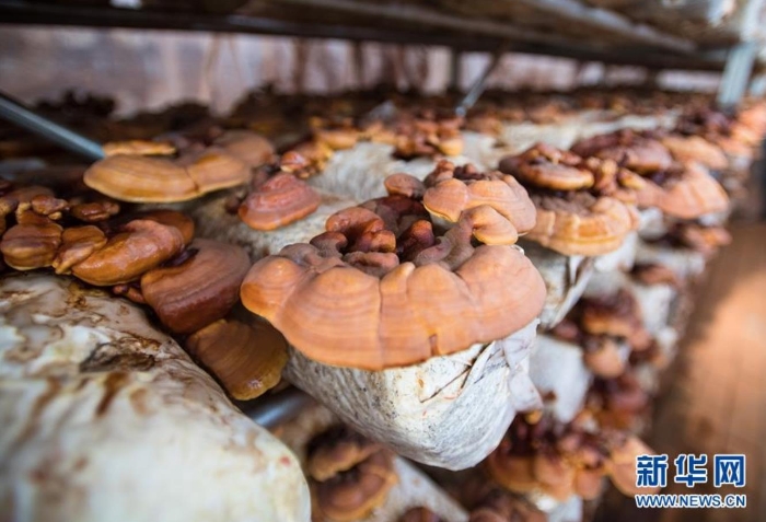这是在湖北省十堰市郧阳区青龙泉社区香菇产业基地拍摄的食用菌（8月28日摄）。新华社记者 肖艺九 摄