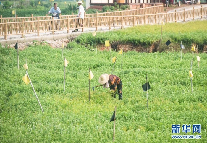 村民在湖北省蕲春县赤东镇蕲艾种植基地除草（8月25日摄）。新华社记者 肖艺九 摄