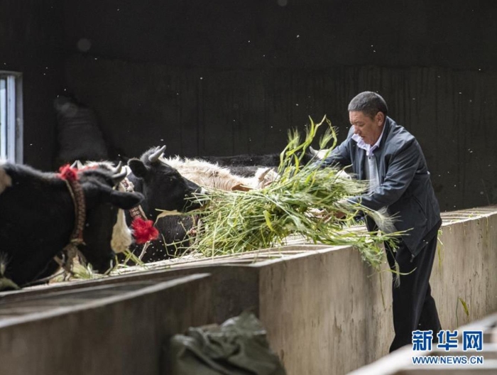 在西藏日喀则市江孜县江孜镇东郊村康苏农民养牛专业合作社，尼玛次仁在喂牛（8月28日摄）。  新华社记者 孙非 摄