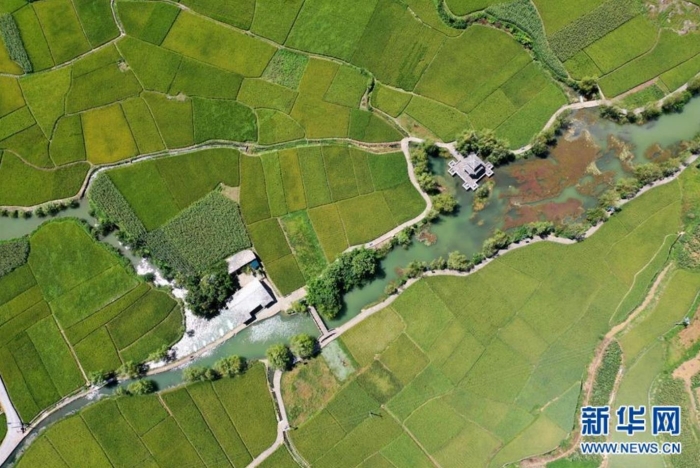 贵州省安顺市鲍家屯周围的稻田和水利工程（8月25日摄，无人机照片）。新华社记者 刘续摄