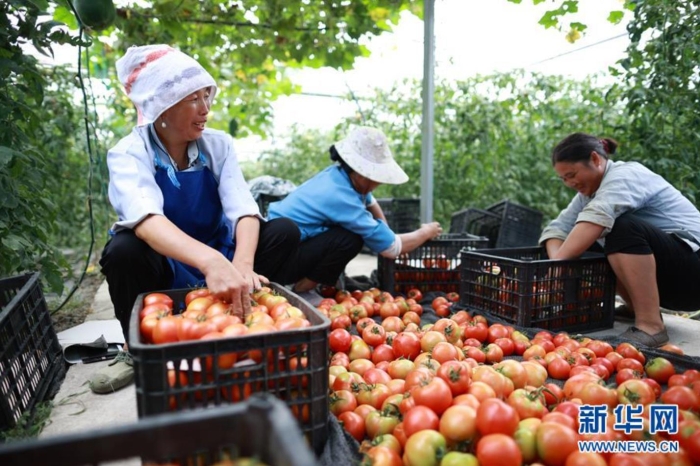 村民在贵州省长顺县代化镇代化社区打傍蔬菜基地内工作（8月2日摄）。新华社记者 刘续 摄