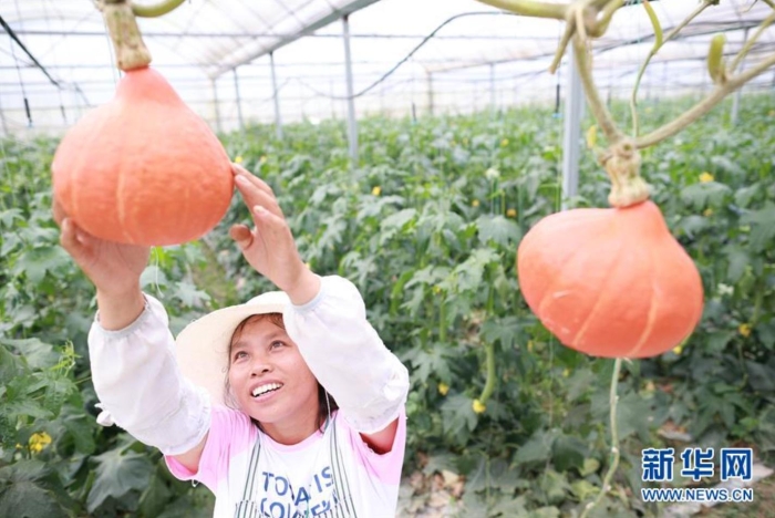 村民在贵州省长顺县代化镇代化社区打傍蔬菜基地内工作（8月2日摄）。新华社记者 刘续 摄