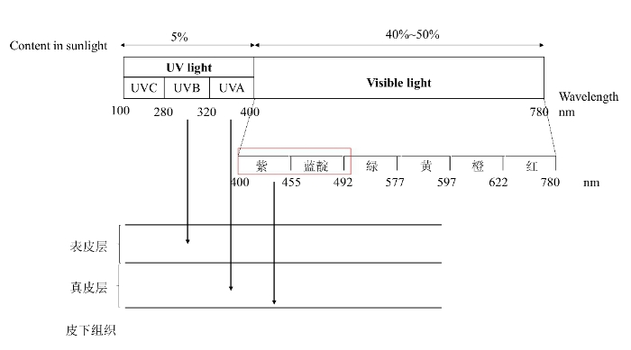 图1 太阳辐射光谱及光对皮肤的穿透能力示意图