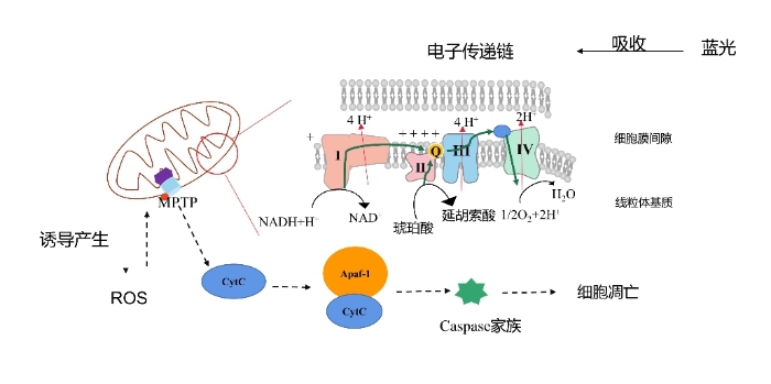 图2 线粒体介导的蓝光对细胞的损伤