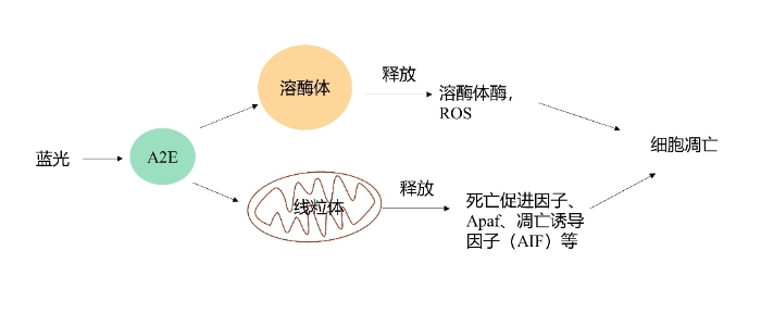 图3   A2E介导的蓝光对细胞的损伤