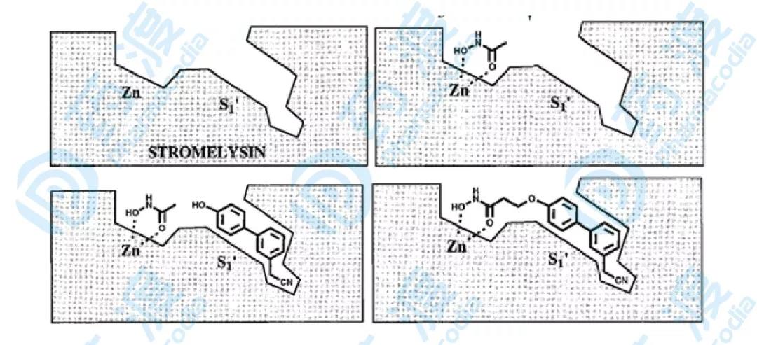 图8.基质溶解素抑制剂药物设计概括图