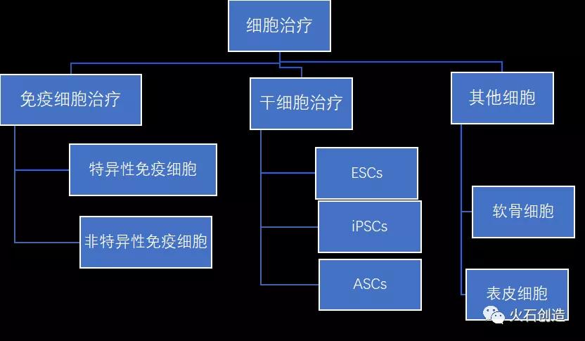 图1 细胞治疗产业细分领域情况