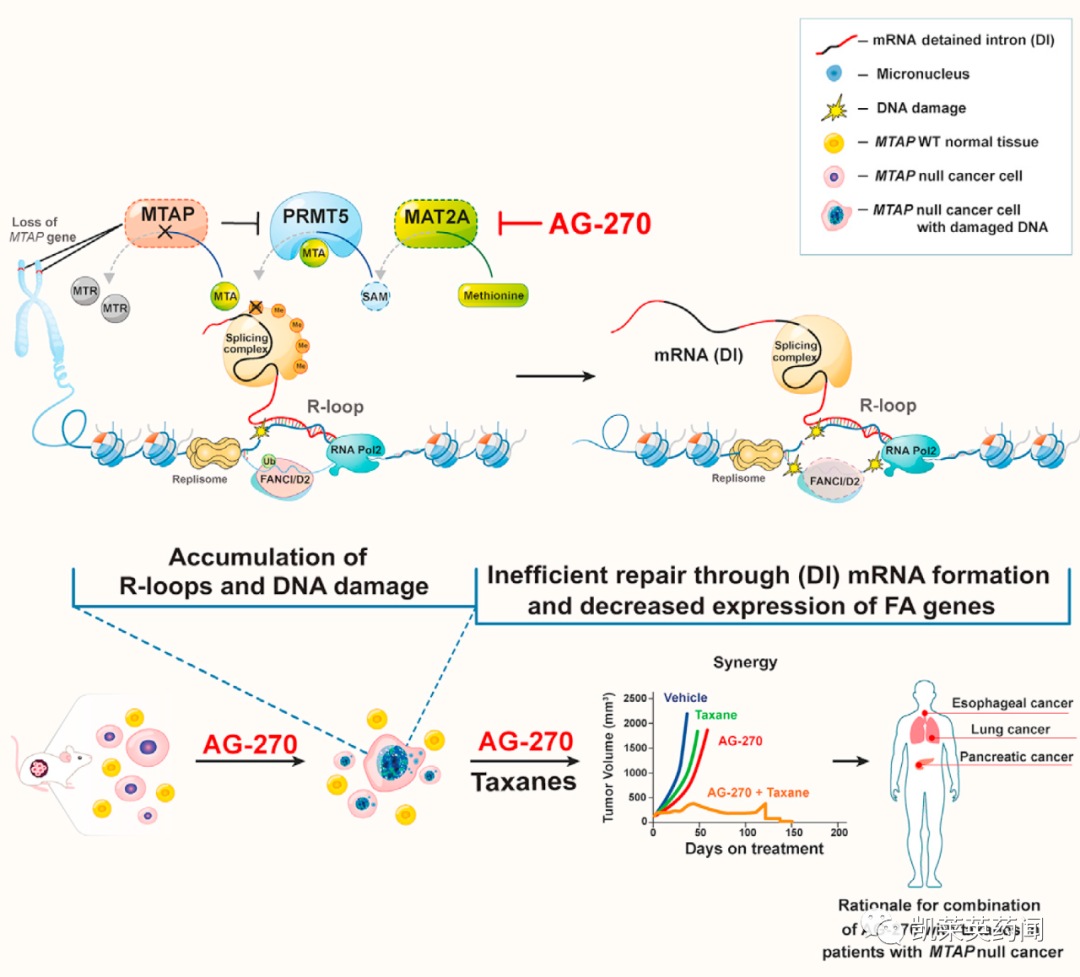 first-in-class小分子MAT2A抑制剂AG-270的诞生过程
