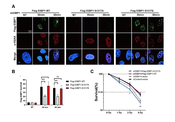 图2.AMPK介导的53BP1-Ser1317位点的磷酸化促进DNA损伤修复和基因组稳定性