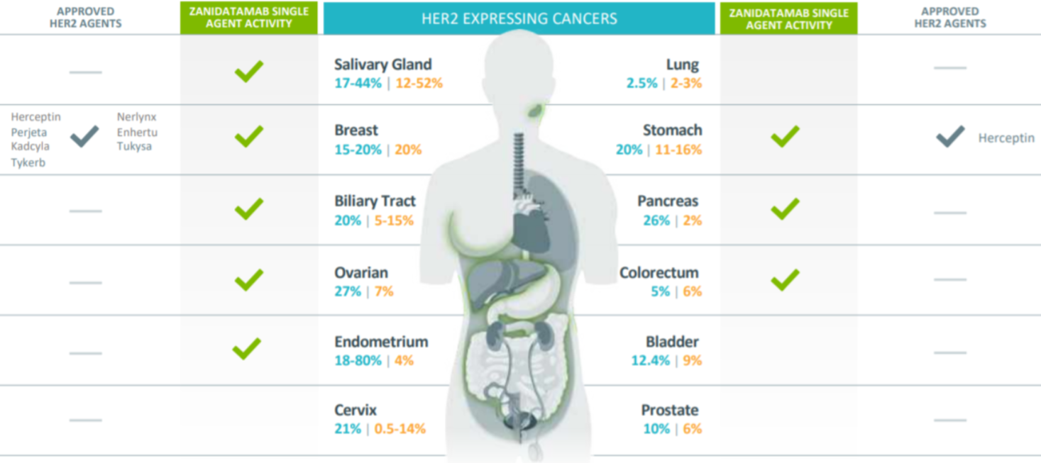 Zanidatamab在HER2表达的瘤种开发计划