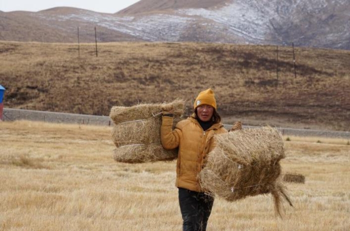 在青海省果洛藏族自治州甘德县江千乡，牧民华吾正在搬运饲草。（2020年11月3日摄）。新华社记者解统强 摄