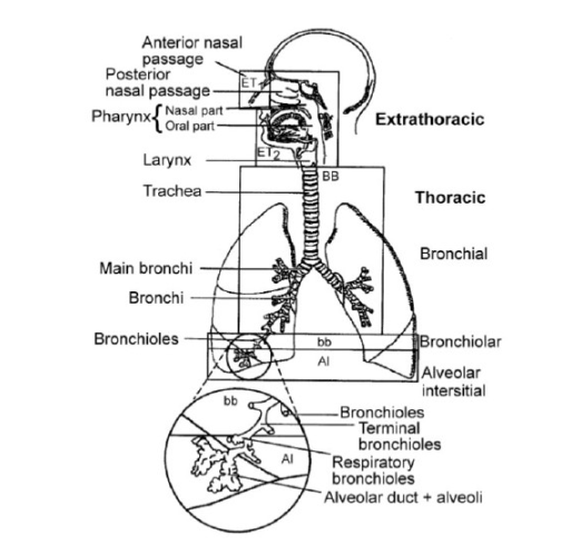 图：HRTM模型对呼吸道区域的定义