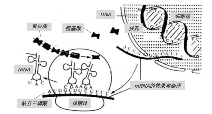 mRNA在人体中的作用机制