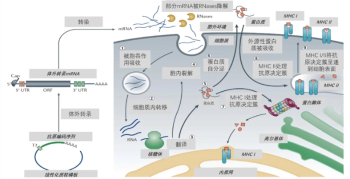 mRNA药物的作用机理
