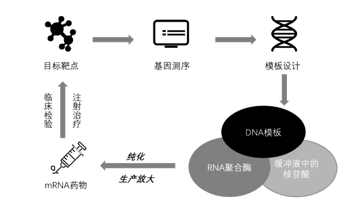 mRNA药物研发及生产流程图