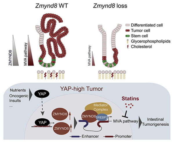 YAP-ZMYND8-MVA信号轴在肠道干细胞稳态及恶性转化中的作用机制