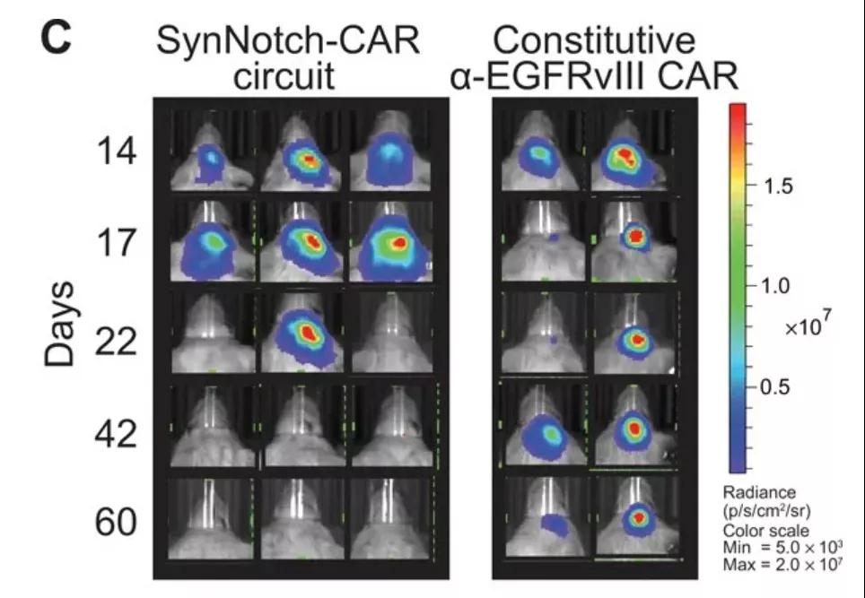 在小鼠肿瘤模型中，植入了synNotch系统的CAR-T细胞（左图）表现出更强的抗癌能力（图片来源：参考资料[4]）