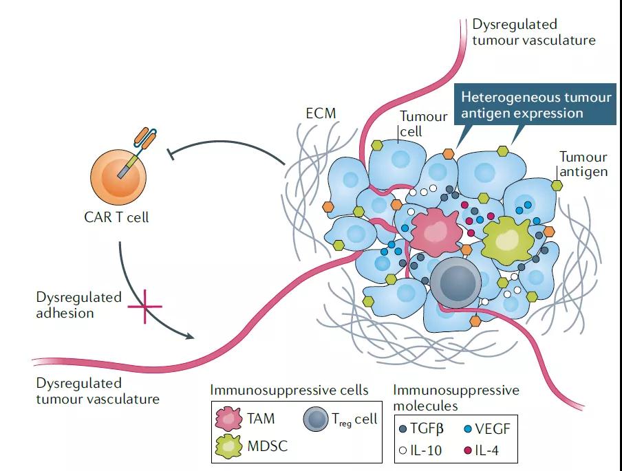 实体瘤的肿瘤微环境中可能影响CAR-T细胞效力的多种因素（图片来源：参考资料[1]）