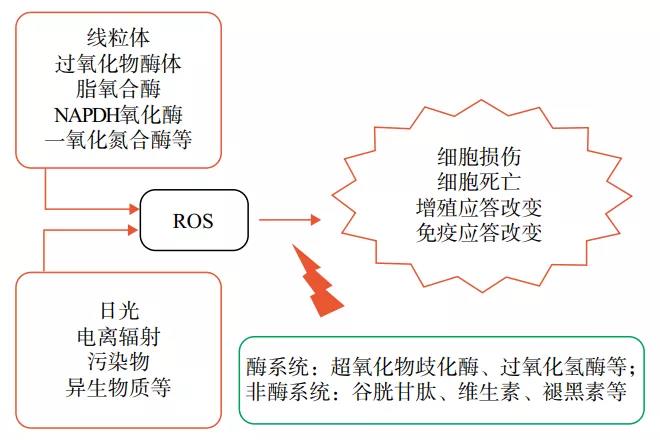 图1 皮肤内氧化还原平衡图