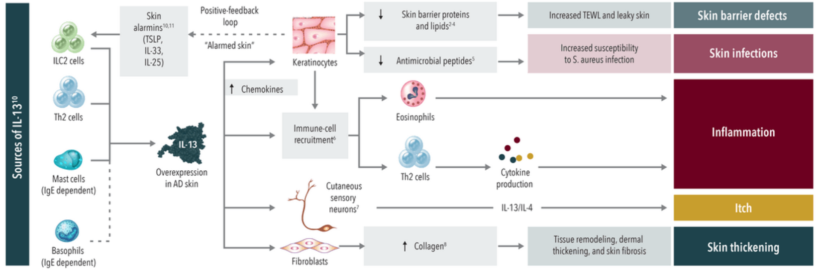 图IL-13在AD受损皮肤中过表达的作用