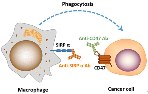 图1用抗 CD47或SIRPɑ抗体可以作为诱导巨噬细胞吞噬肿瘤细胞