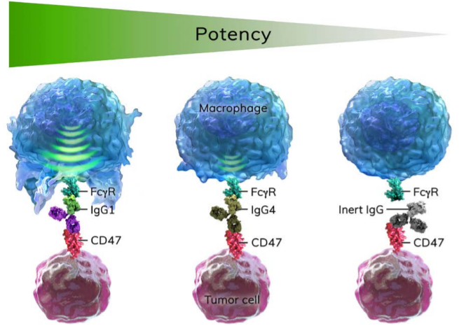 图2 单药诱导巨噬细胞对肿瘤的杀伤力与IgG亚类的选择有关