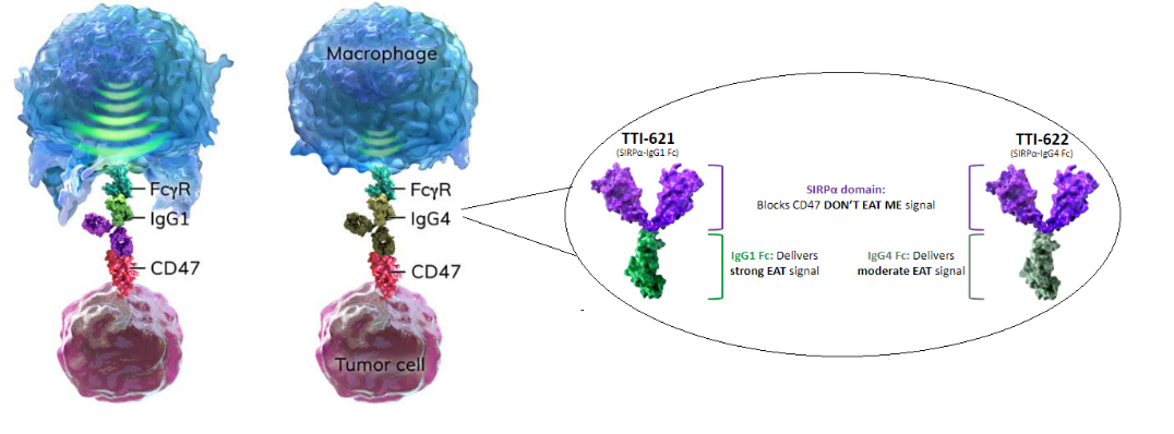 图3 Trillium同时开发两款不同IgG亚型的SIRPα融合蛋白