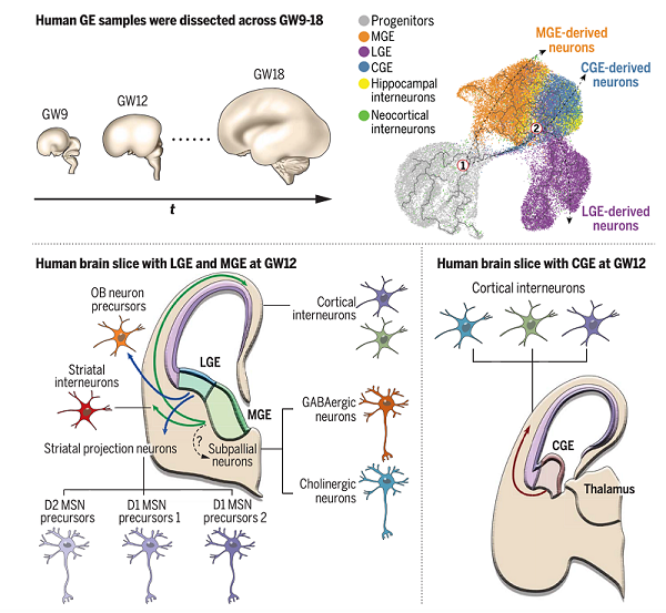 人脑神经节隆起产生的神经元多样性及不同神经元的发育轨迹