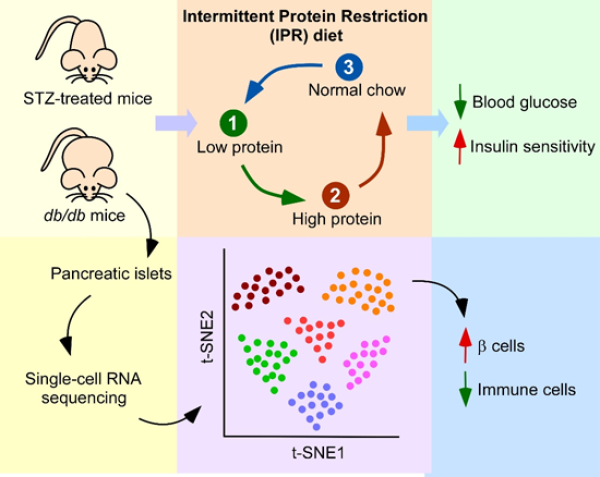 间歇性蛋白限制保护糖尿病小鼠胰岛β细胞并且改善糖稳态