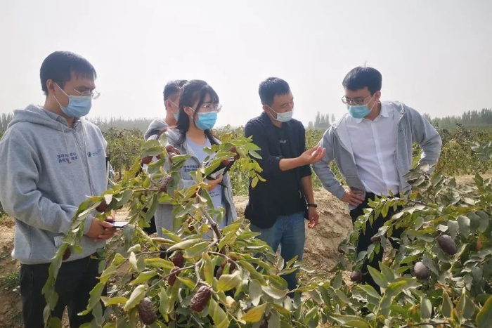 图为2020年10月，杨晖带队在新疆调研红枣种植产业（右一为杨晖）。