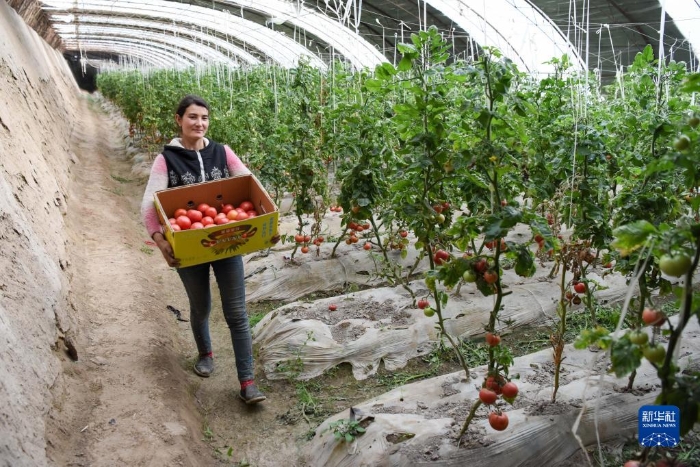 在新疆莎车县伊什库力乡设施农业基地，种植户搬运刚采摘的西红柿（2020年3月18日摄）。该设施农业基地是在上海援疆莎车分指挥部协调推动下建立的。新华社记者 丁磊 摄