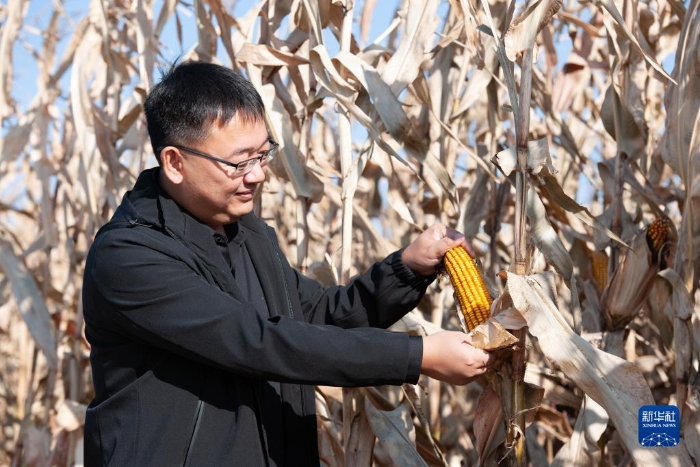 10月16日，黑龙江省宝清县农业农村局副局长张强在农田中查看玉米成熟情况。新华社发（鄂丽霞 摄）