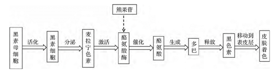 人体皮肤黑色素形成机制及熊果苷作用示意图