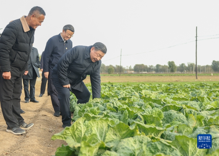 11月10日，中共中央总书记、国家主席、中央军委主席习近平在北京、河北考察灾后恢复重建工作。这是10日下午，习近平在河北保定涿州市刁窝镇万全庄村村边农田察看大白菜长势。新华社记者 鞠鹏 摄