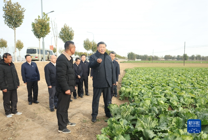 11月10日，中共中央总书记、国家主席、中央军委主席习近平在北京、河北考察灾后恢复重建工作。这是10日下午，习近平在河北保定涿州市刁窝镇万全庄村村边农田察看大白菜长势。新华社记者 鞠鹏 摄